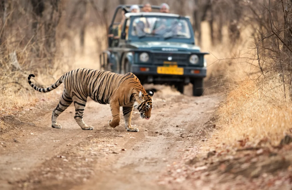 Luxury Meets Wilderness: Experiencing a Premium Ranthambore Tour