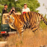 Experience the Best Tiger Safari in India: A Wildlife Adventure of a Lifetime